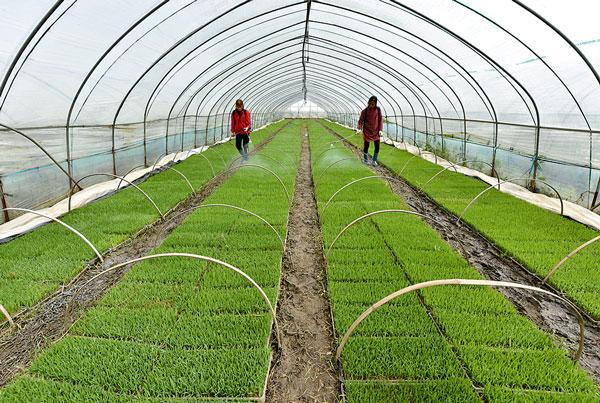 4月5日,在巢湖市中垾镇宏扬家庭农场,工人在大棚里管理水稻秧苗.