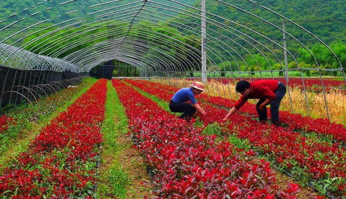 2021年浙江省 省级示范性家庭农场申报工作开始啦